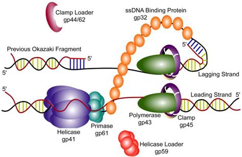 viruses free full text coordinated dna replication by the bacteriophage t4 replisome html