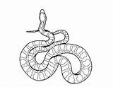 Snake Coloring Pages Kids Rattlesnake Printable Snakes Drawing Ninjago Realistic Serpent Line Colouring Color Python Anaconda Diamondback Print Sheet Clipart sketch template