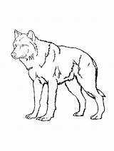 Coloring Wolf Pages Tribal Grey Printable Gray Drawing Wolves Polynesian Getdrawings Getcolorings Howl Clipartmag Colorings Color sketch template