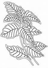 Mint Coloring Pages Mint2 sketch template