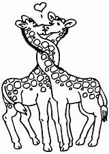 Girafe Coloriage Giraffe Imprimer Hugolescargot Colorier Dessin Amoureux Kleurplaat Embrassent sketch template