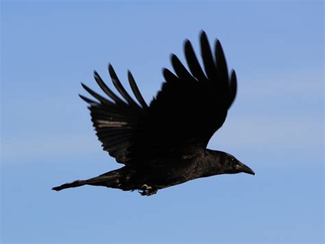 birdcam  cheltenham crows