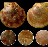 Afbeeldingsresultaten voor "palliolum Striatum". Grootte: 187 x 185. Bron: www.idscaro.net