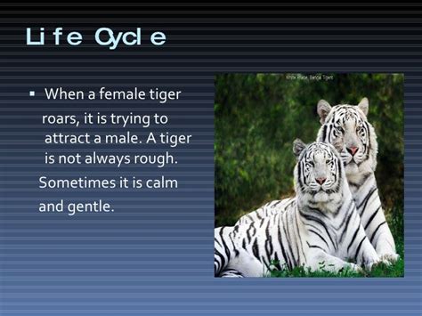 snow tiger life cycle
