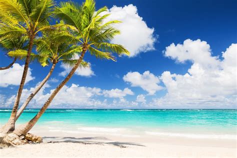 strand palmen beach meer sonne poster p kaufen bei desfoli