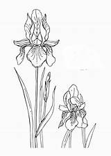 Flowers Coloring Pages Color Print Coloring2print sketch template