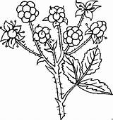 Dornen Beeren Pflanze Blumen Ausmalbild Malvorlagen Malvorlage Weitere sketch template