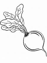 Beet Coloring Pages Drawing Vegetables Turnip Getdrawings Recommended sketch template