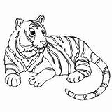 Tiger Coloring Pages Printable Sumatran Tigers Cats Big Wild School Color Animals Animal Drawing Ws First Kids Designlooter Top Online sketch template