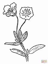 Laurel Kalmia Microphylla Swamp Supercoloring Laurus Simple Buggy Latifolia sketch template