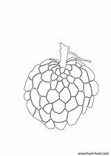 Clipart Atis Avocado Outline Fruits Webstockreview Huni sketch template