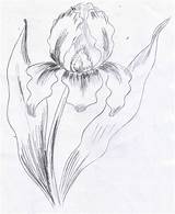 Iris Draw Drawing Doodles Sketch Getdrawings Method Tuts Weekly sketch template