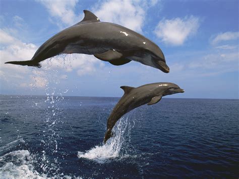 bottlenose dolphins pscgovls