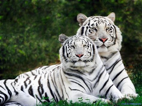 white tigers wild animals wallpaper  fanpop