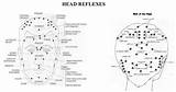 Points Reflex Head Reflexology Body Selfhealingonline sketch template