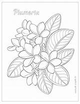 Plumeria sketch template
