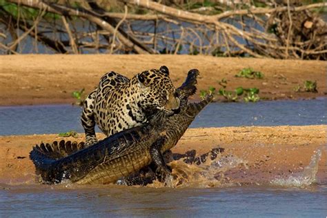 remarkable moments   animal world  education nigeria