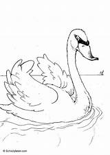 Cigno sketch template