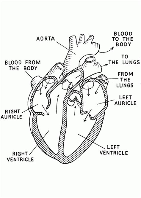 anatomy coloring pages heart coloring home