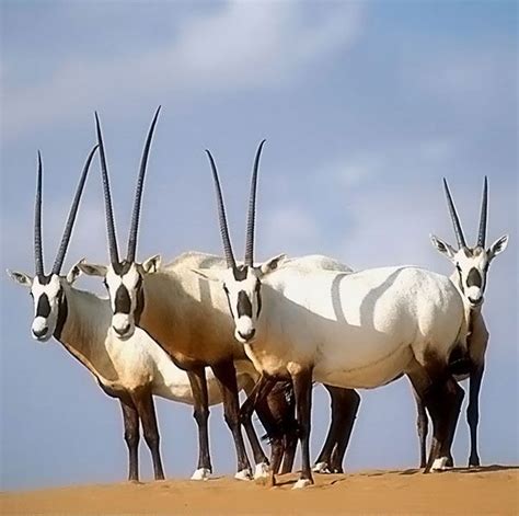 pin   henry  nature beauty science   good life arabian oryx nature animals animals