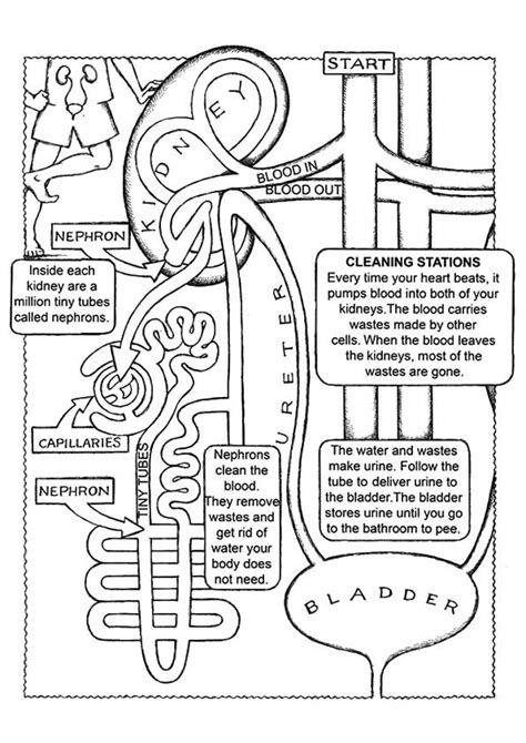 anatomy coloring pages books    printable