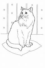 Da Coloring Pages Cats Colorare Teens Per Disegni Gatti Gatto Salvato Coloringpagesforadult Adults Bambini Disegno Printable Pagine sketch template