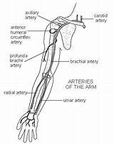 Arteries Artery Veins Arterial Elbow Healthiack sketch template