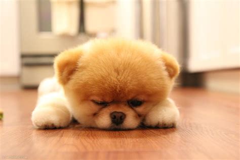 cute fluffy dog pictures   images  facebook tumblr pinterest  twitter