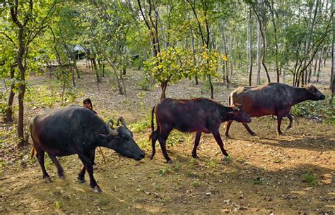 the water buffalo or domestic asian water buffalo bubalus bubalis is a large bovid originating