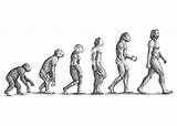 Evolution Human Illustration Drawing Drawings Illustrations Google Stages Theory Artwork Life Tattoo Size Book Class Projects Kr G2 sketch template