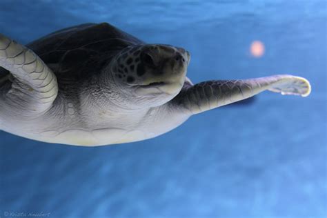 sea turtle krista neubert flickr
