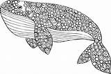 Whale Orca Wal Ausdrucken Dolphins Mandalas Kidspressmagazine Wonderful Homecolor sketch template