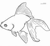 Coloring Fish Goldfish Pages Printable Color Drawing Drawings Visit Printables Line Template sketch template