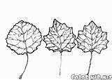 Colorkid Coloring Leaves Aspen sketch template