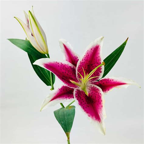 lily stargazer wholesale bulk flowers cascade floral