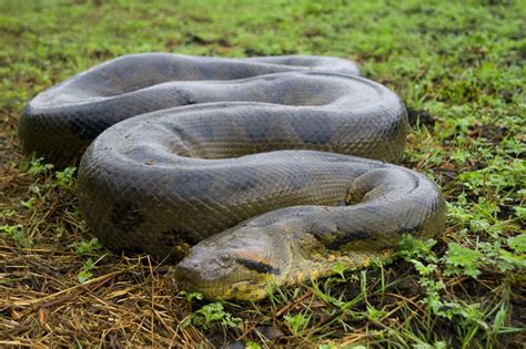 maiores cobras  mundo conheca  delas  surpreenda se