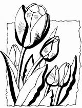 Coloring Pages Spring Flowers Flower Color Printable Drawings Tulips Springtime Four Nature Food Sheets Summer Book Colouring Filminspector Para Print sketch template