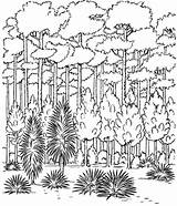 Wald Ausmalbilder Regenwald Malvorlage Natur Rainforest Habitat лес раскраска раскраски деревья Arbour Sketchite Wundervoller sketch template
