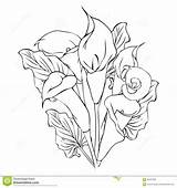 Calla Lily Flowers Drawing Flower Lilies Outline Coloring Line Drawings Pages Vector Pencil Tattoo Lillies Getdrawings Draw Illustration Clipart Color sketch template