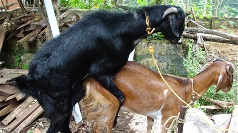 delivery and mating of two goats are at the same time