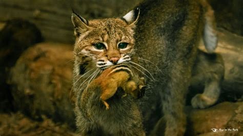 Evolution Of The Canadian Lynx And The American Bobcat The