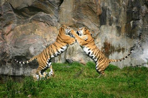 tiger fight stock image image  africa fight cats