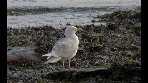 iceland gull adult arbroath  long youtube