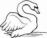 Swan Coloring Pages Trumpeter Preschool Animals Designlooter 1798 54kb Coloringbay Mute sketch template