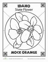 Idaho Flower State Mock Choose Orange Coloring Board Worksheets Pages sketch template