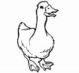 Coloring Goose Animal Pages Printable Color Coloringcrew Gif Popular sketch template