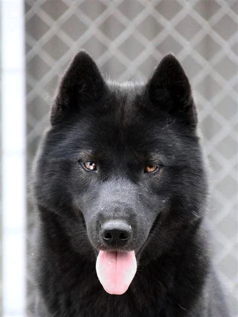 solid black husky   black husky husky siberian husky