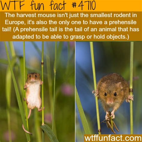 the harvest mouse wtf fun facts facts funny facts weird facts