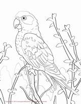 Conure Cockatiel Papageien Getdrawings Papegaaien Papagei Papegaai Kleurplaten Designlooter sketch template