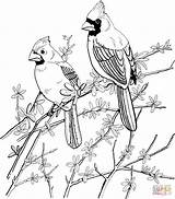 Coloring Pages Bird Cardinals Red Cardinal Printable Adult Two Northern Birds Supercoloring Sheets Books Color Colouring Adults Drawings Malvorlagen Book sketch template